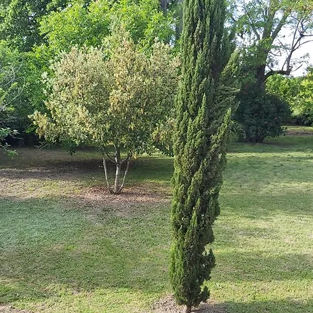 ô Miroir... Sans Détour Dis-moi De Ce * Francescas